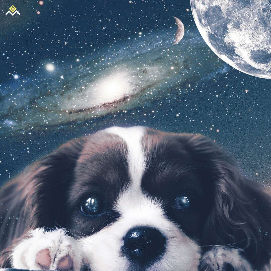 Dog in Space Composite